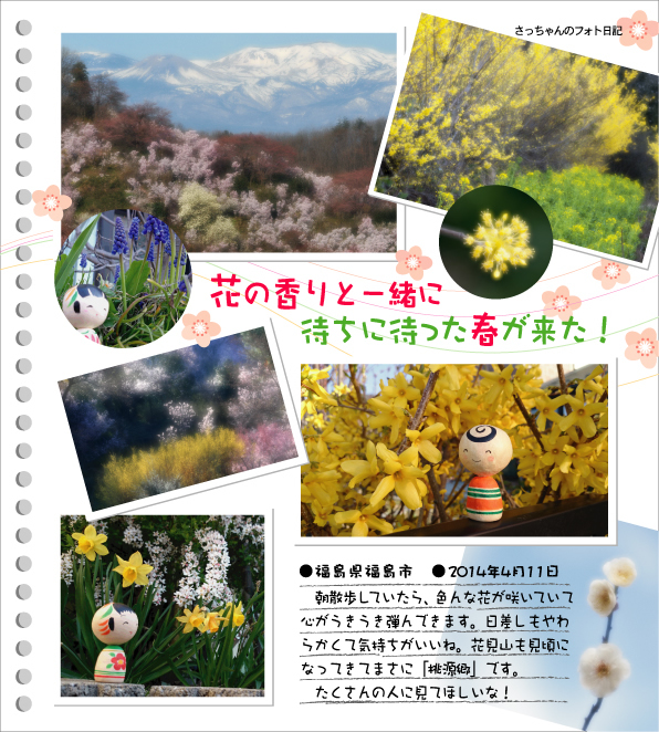 さっちゃんのフォト日記　花の香りと一緒に、待ちに待った春が来た！●福島県福島市●2014年4月11日　朝散歩していたら、色んな花が咲いていて心がうきうき弾んできます。日差しもやわらかくて気持ちがいいね。花見山も見頃になってきてまさに「桃源郷」です。たくさんの人に見てほしいな！